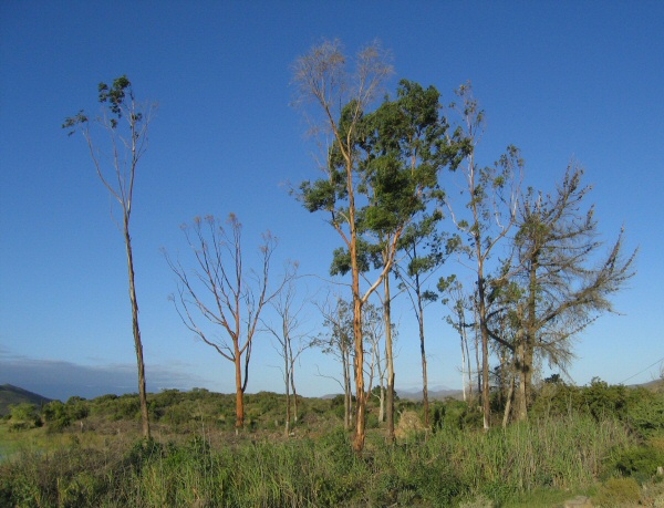 Eucalyptus trees by the lake